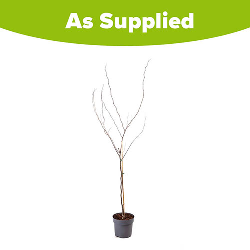 Cercis canandensis Forest Pansy Cercis canandensis Forest Pansy