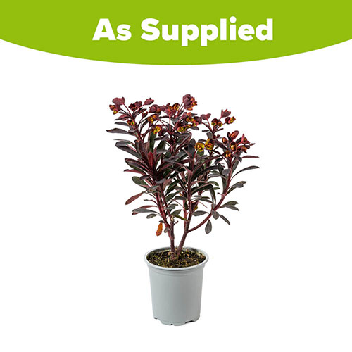 Euphorbia Miners Merlot Euphorbia Miners Merlot