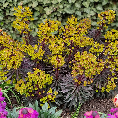 Euphorbia Miners Merlot Euphorbia Miners Merlot