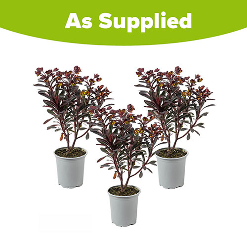 Euphorbia Miners Merlot Euphorbia Miners Merlot