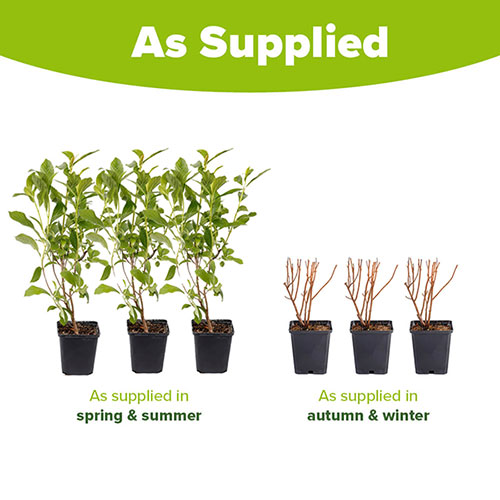 Clethra alnif. Ruby Spice 9cm x3 Clethra alnif. Ruby Spice 9cm x3