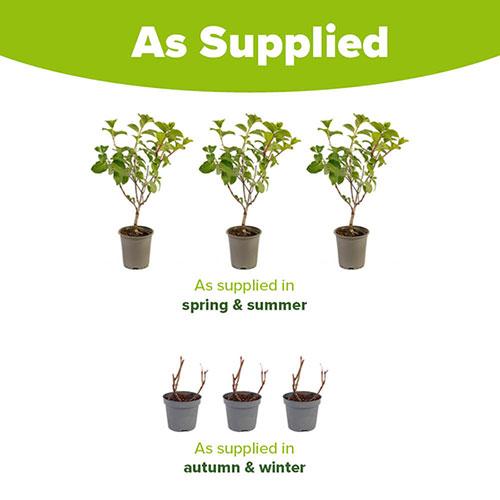 Hydrangea Silver Dollar