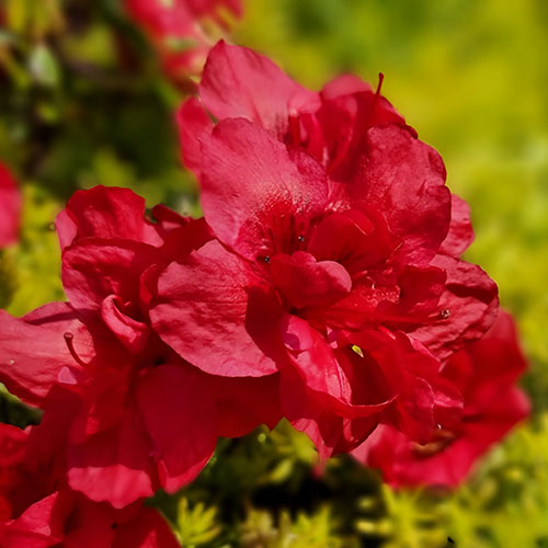 Azalea Encore Autumn Fire