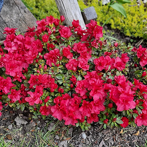 Azalea Encore Autumn Fire