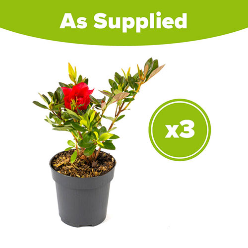 Azalea Encore Autumn Fire