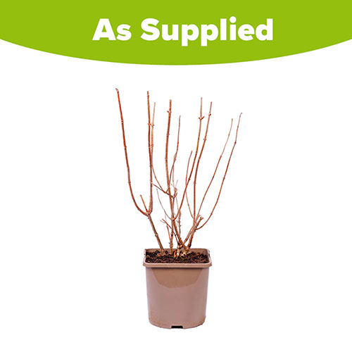 Hydrangea Magical Candle Hydrangea Magical Candle