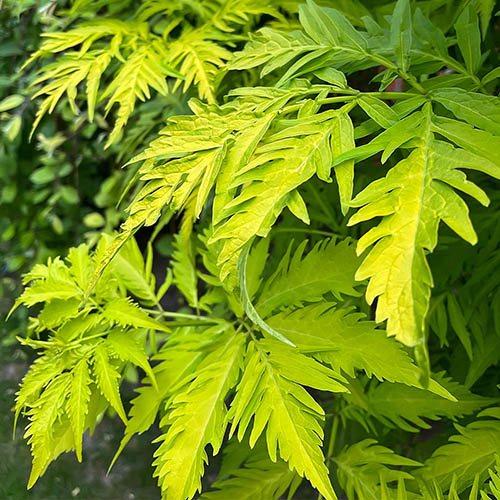 Sambucus Sutherland Gold