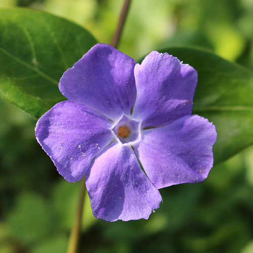 Vinca minor La Grave