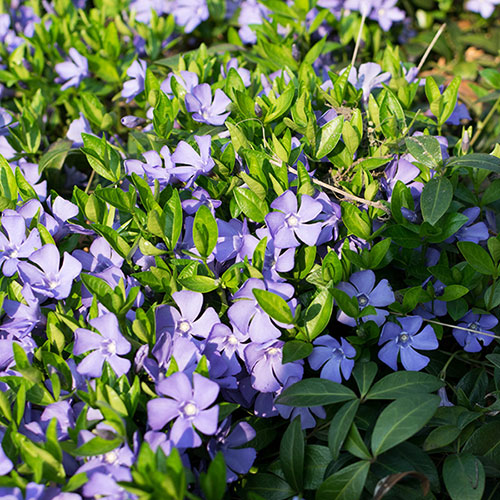 Vinca minor La Grave