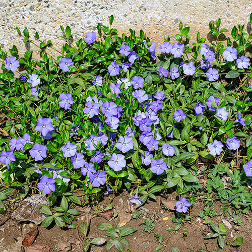 Vinca minor La Grave