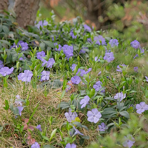 Vinca minor La Grave