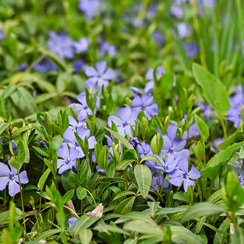 Vinca minor La Grave