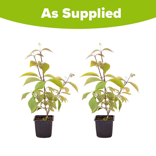 Callicarpa Profusion Beautyberry