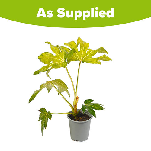 Fatsia japonica Camouflage