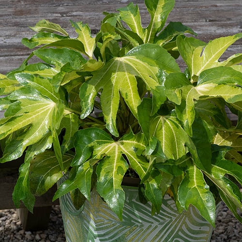 Fatsia japonica Collection