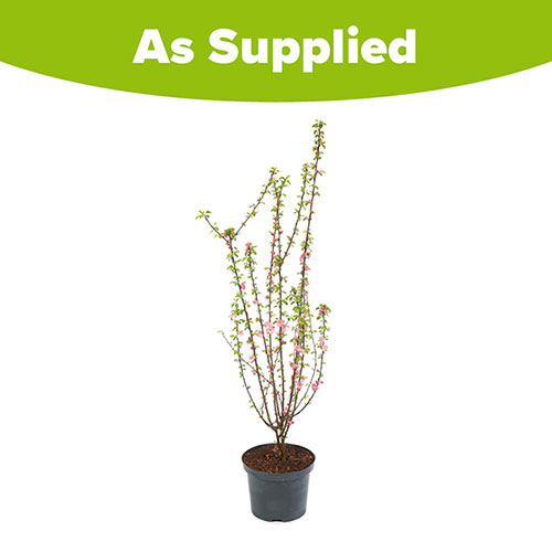 Flowering Almond Bush