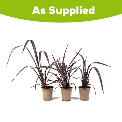 Phormium Black Velvet Phormium Black Velvet