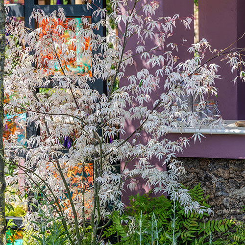 Acer palmatum Ukigumo Acer palmatum Ukigumo