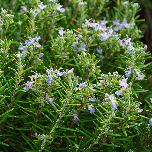 Standard Rosemary Tree
