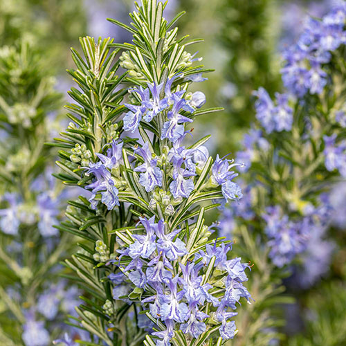 Standard Rosemary Tree
