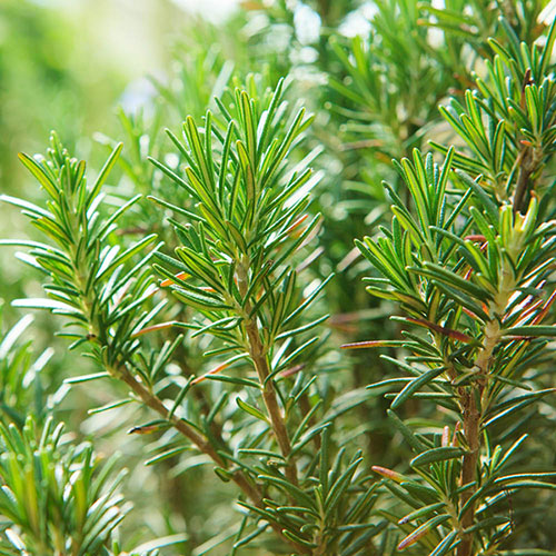 Standard Rosemary Tree