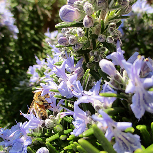 Standard Rosemary Tree