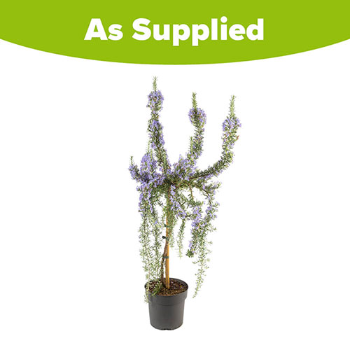 Standard Rosemary Tree