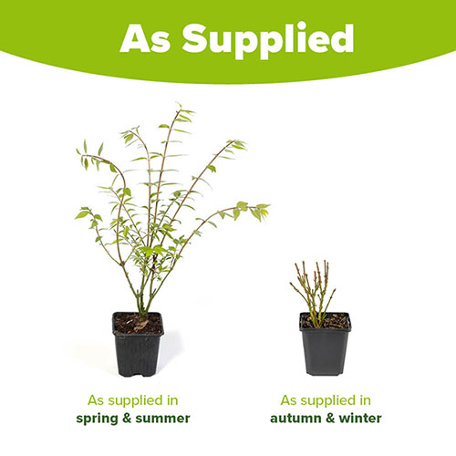 Euonymus Burning Bush alatus