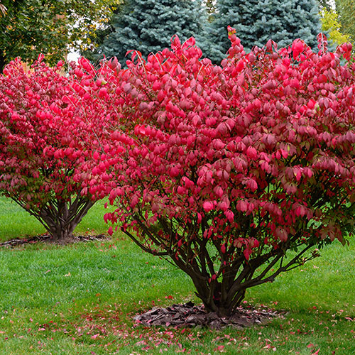 Euonymus Burning Bush alatus Euonymus Burning Bush alatus