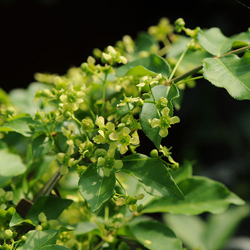 Euonymus Burning Bush alatus Euonymus Burning Bush alatus
