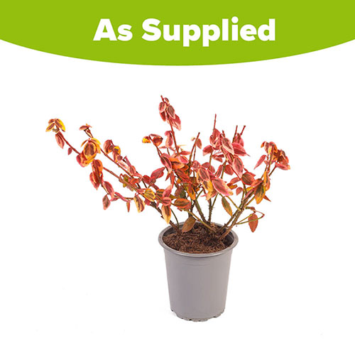 Euonymus fortunei Emerald n Gold Euonymus fortunei Emerald n Gold