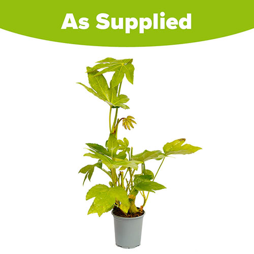 Fatsia japonica Fatsia japonica