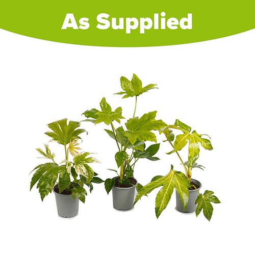 Evergreen Fatsia Collection