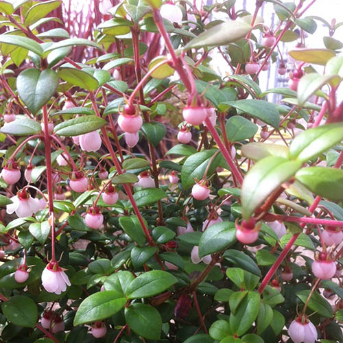 Chilean Guava Ka Pow