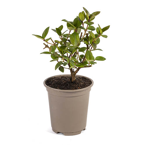 Chilean Guava Ka Pow