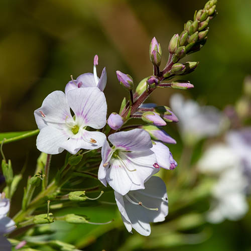 Parahebe Pink Avalanche