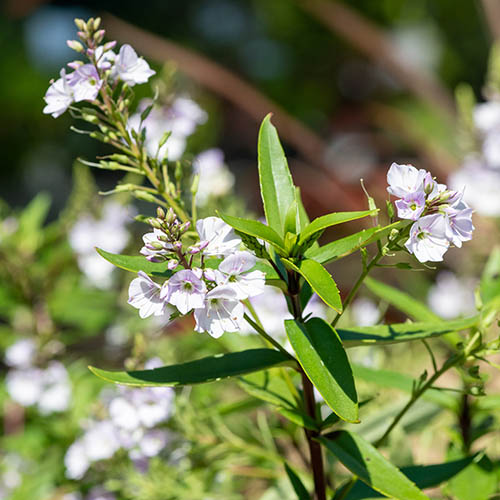 Parahebe Pink Avalanche