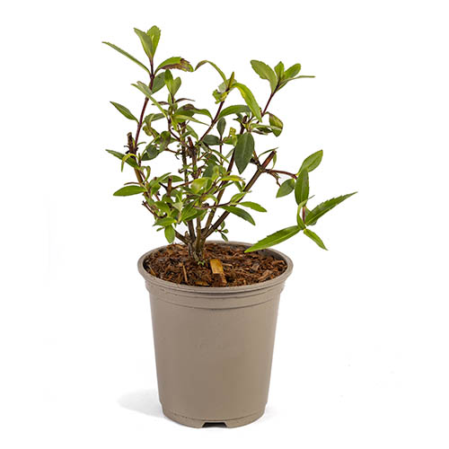 Parahebe Pink Avalanche