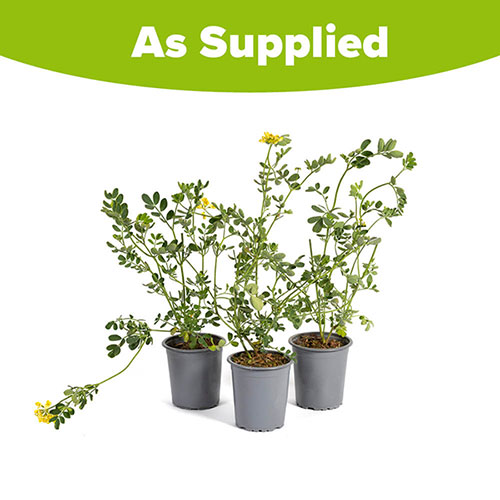 Coronilla Citrina