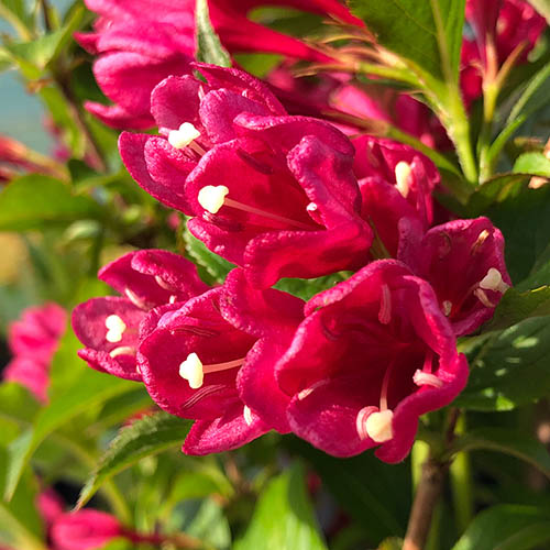 Weigela Big Love Weigela Big Love