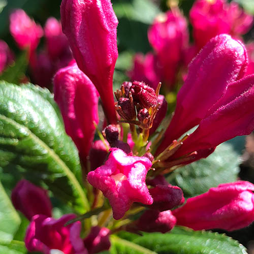 Weigela Big Love Weigela Big Love