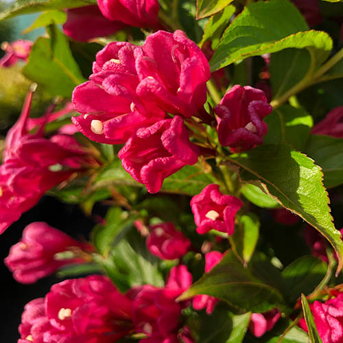 Weigela Big Love Weigela Big Love