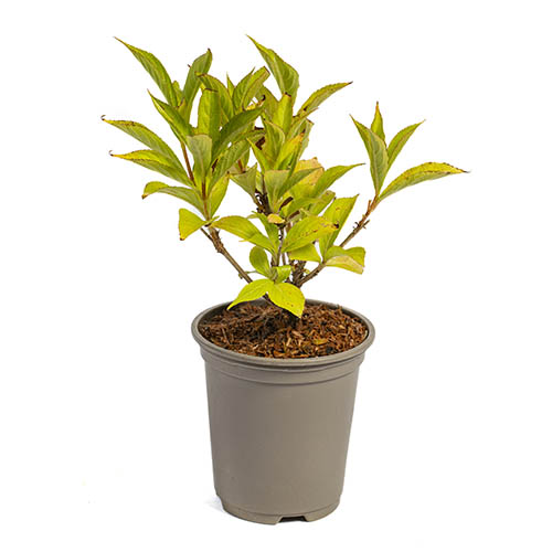 Weigela Big Love Weigela Big Love