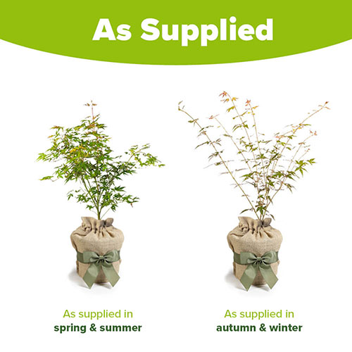 Acer Orange Dream Gift Wrapped