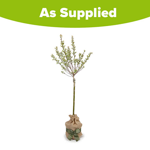 Flamingo Willow Tree Gift Wrapped Flamingo Willow Tree Gift Wrapped