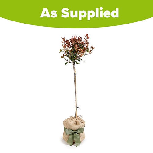 Standard Photinia Carre Rouge Tree Gift Wrapped