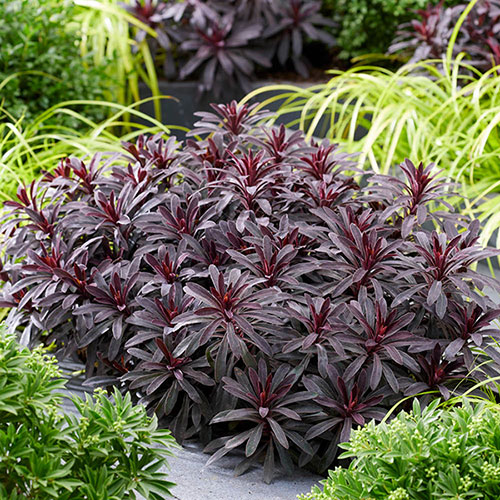 Euphorbia Miners Merlot