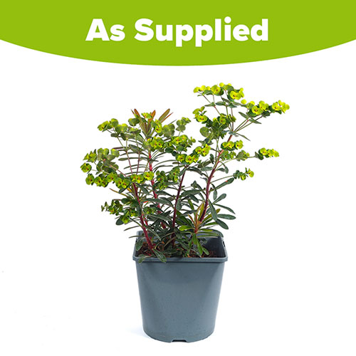 Euphorbia Miners Merlot Euphorbia Miners Merlot