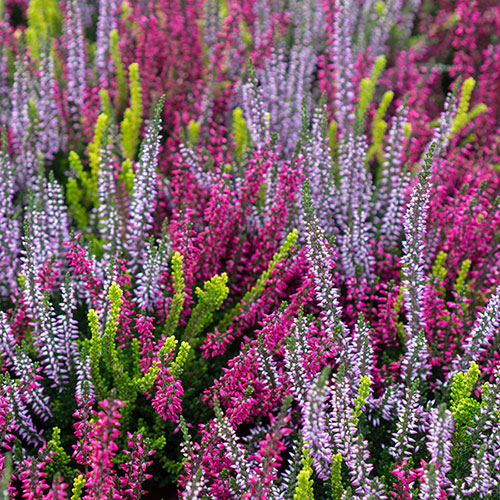 Four Seasons Heather Collection