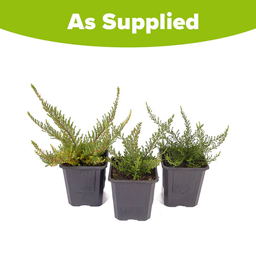 Four Seasons Heather Collection